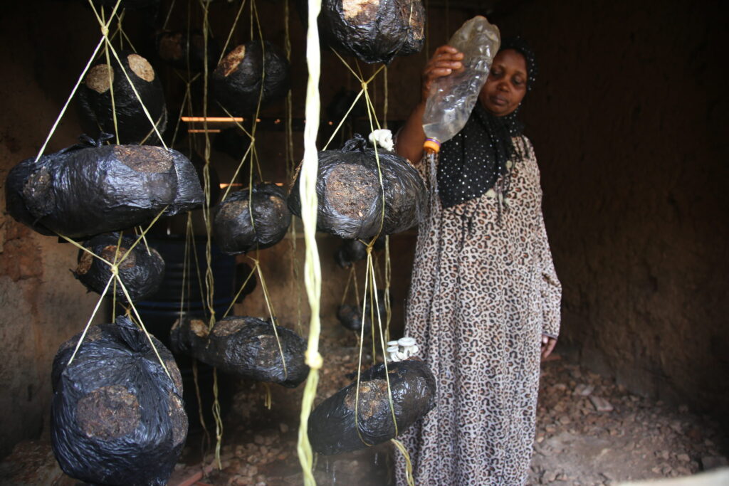 Mushroom farming creating a bright future for Uganda women