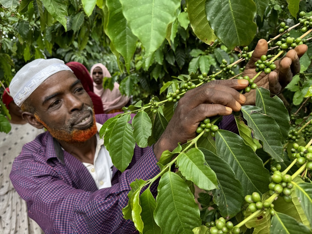 China becomes fourth-largest importer of Ethiopian coffee